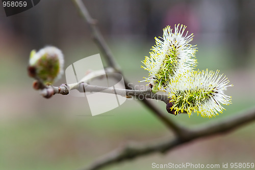 Image of First flowers of Spring