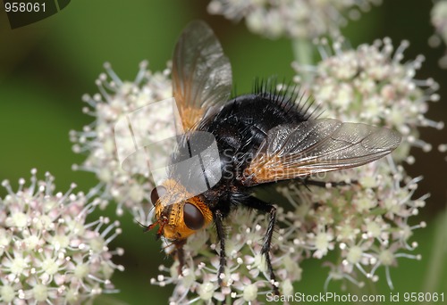 Image of Large black fly on a flower
