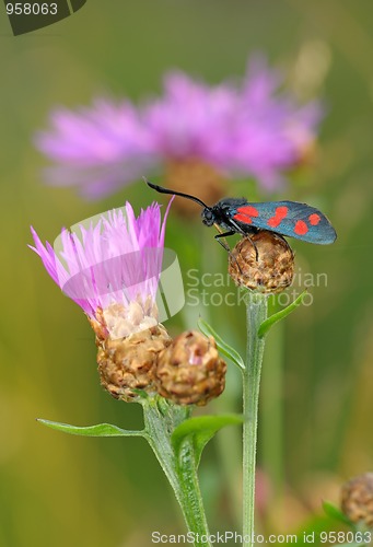 Image of The butterfly Zygaena filipendulae