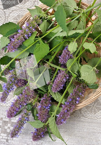 Image of Korean Mint (Agastache rugosa).