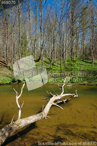 Image of River in the forest