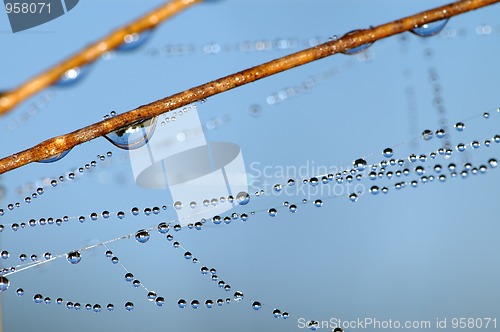 Image of Drops on grass 