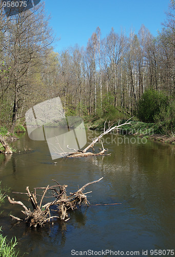 Image of River in the forest