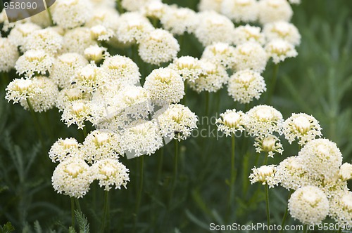 Image of Achillea