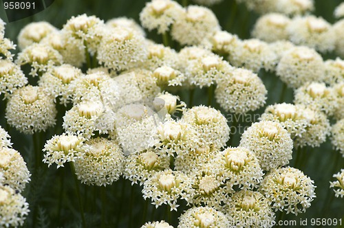 Image of Achillea