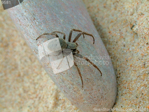 Image of Spider and a stone