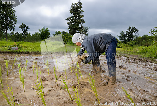 Image of asian woman growing rice