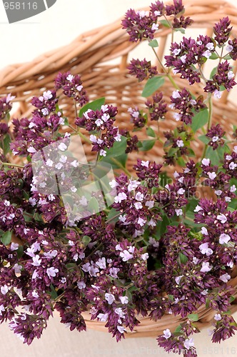 Image of Origan (Origanum vulgare)