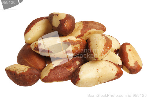 Image of Brazil nut (Bertholletia excelsa)