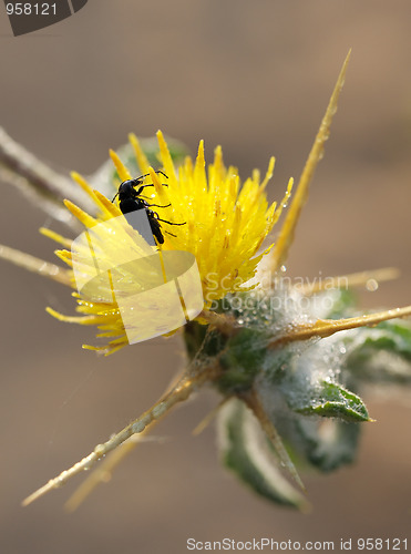 Image of A beetle on the prickly flower.
