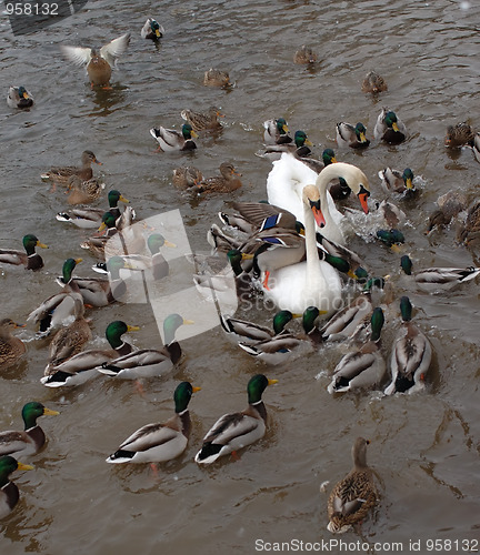 Image of The birds winter in the city