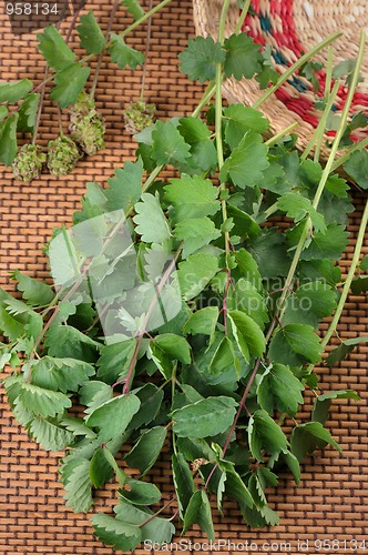 Image of Burnet (Saguisorba officialis).