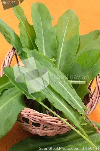 Image of Sorrel in the basket