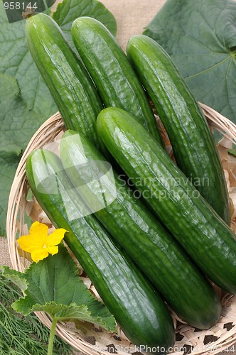 Image of Cucumbers