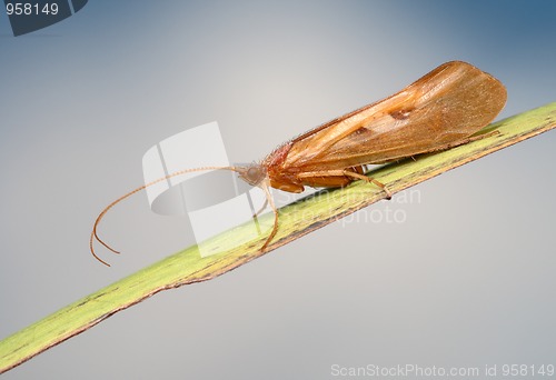 Image of Caddis on the blade