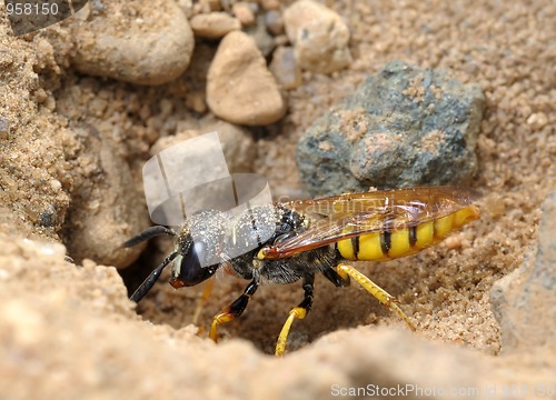 Image of Small solitary wasp