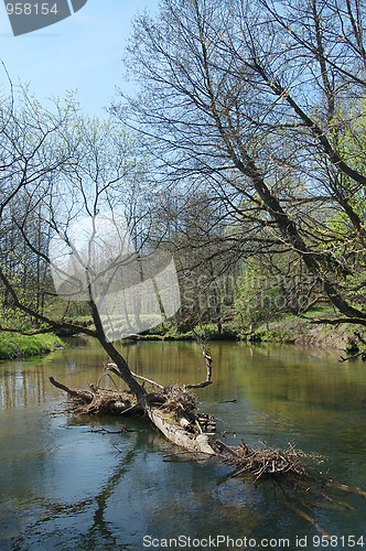 Image of River in the forest