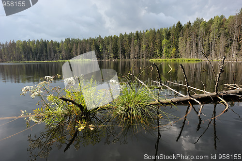 Image of Lake in the forest