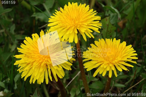 Image of Dandelion
