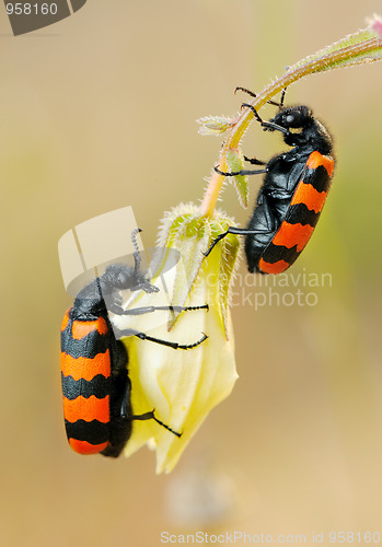 Image of Blister beetles on a flower