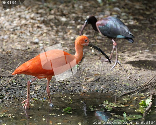 Image of The Scarlet Ibis (Eudocimus ruber)