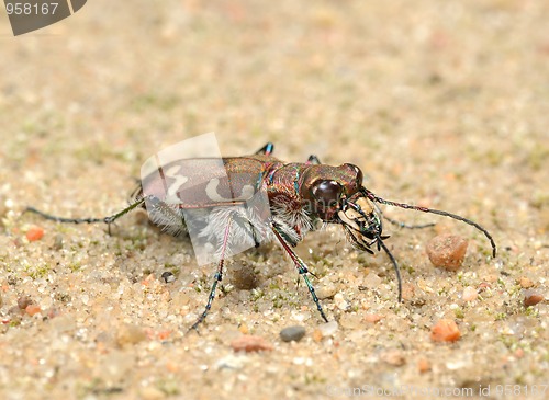 Image of Tigerbeetle