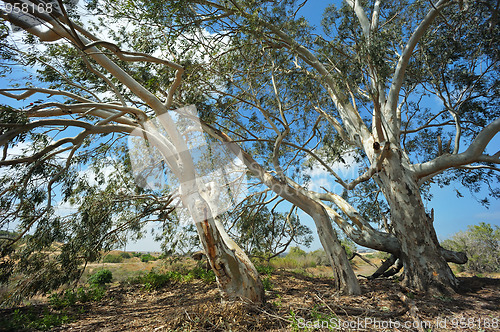 Image of Eucalyptus