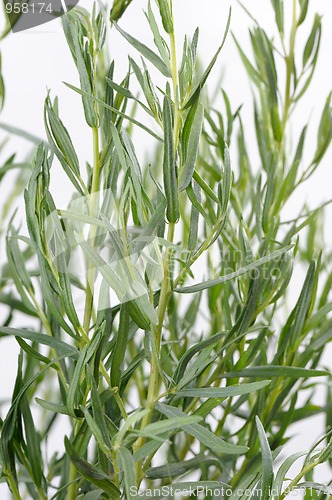 Image of Tarragon (Artemisa dracunculus)