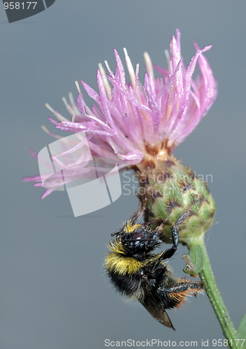 Image of Bumblebee on flower.