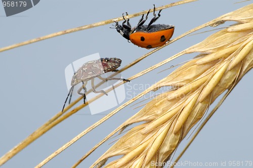 Image of Ladybird and the bug in the ear