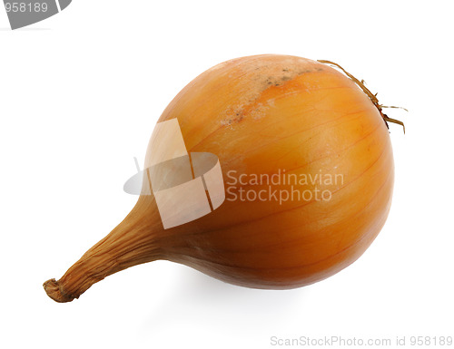 Image of Onion, isolated