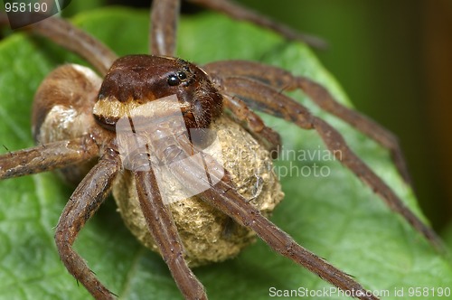 Image of Spider with a cocoon.