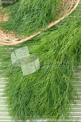 Image of Dill