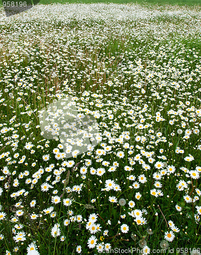 Image of Blooming meadow.