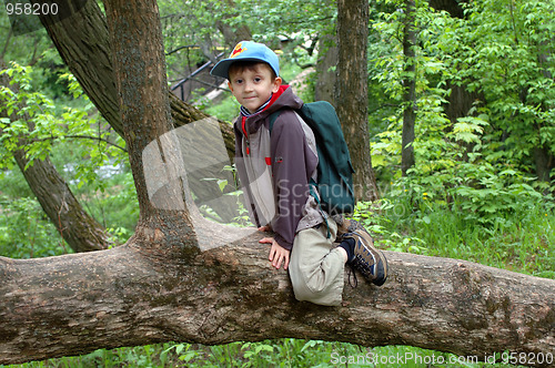 Image of Boy in a tree
