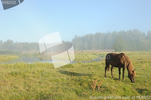 Image of Horse at a sunrise