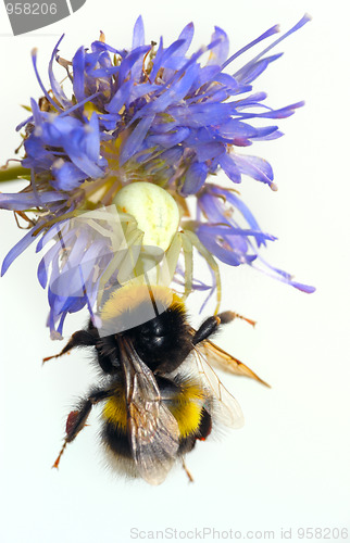 Image of Spider and bumblebee