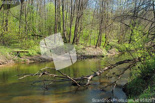 Image of River in the forest