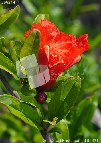 Image of Flower Pomegranate