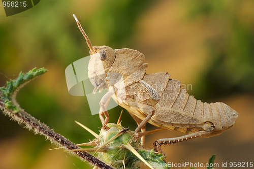 Image of Grasshopper