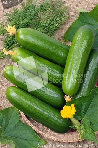 Image of Cucumbers