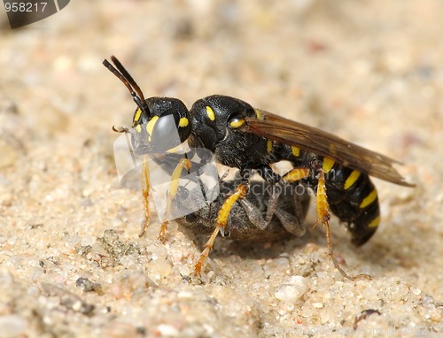 Image of Wasp Sphex