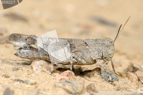 Image of Grasshopper Oedipoda caerulescens