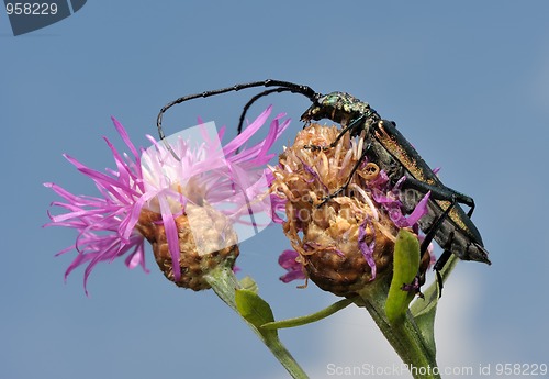 Image of Longhorn beetle on a flower.