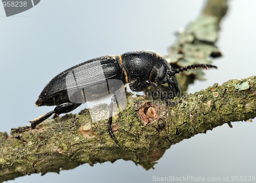 Image of Longicorn beetle on a branch. 