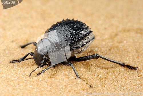 Image of Darkling beetle on the sand