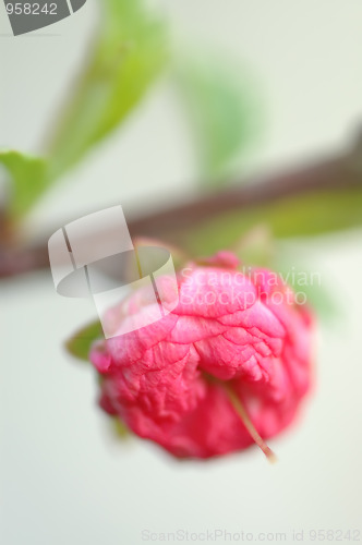 Image of Almond