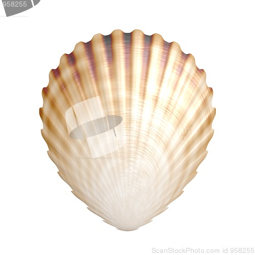 Image of shell