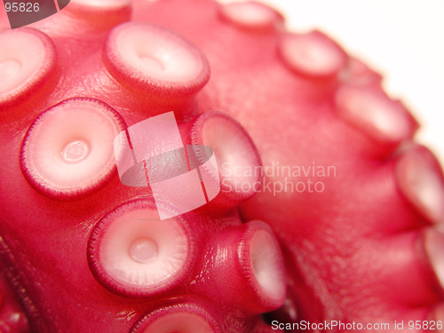 Image of Octopus-close-up