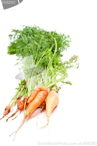 Image of Carrot